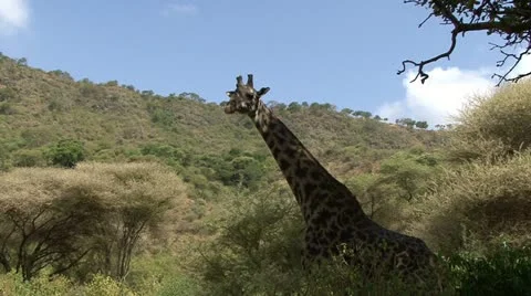 GIRAFFE MOVES AWAY Video stock 21244171