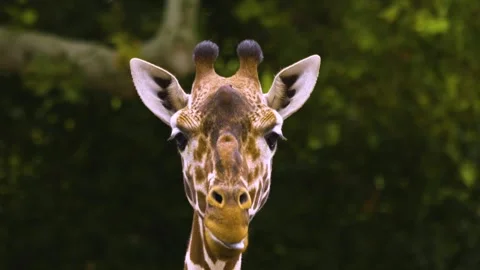 A giraffe moving her lips like talking Stock Footage 310006319