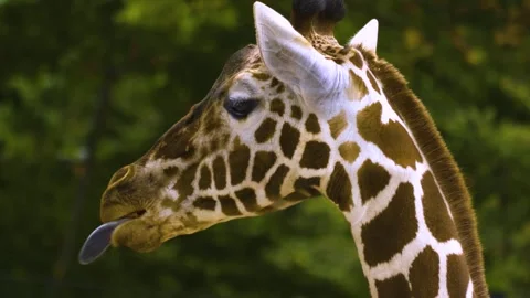 A giraffe moving her lips like talking Stock Footage 310006385