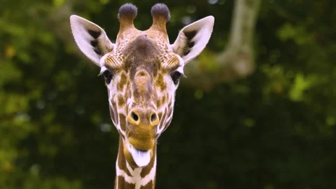 A giraffe moving her lips like talking Stock Footage 310006394