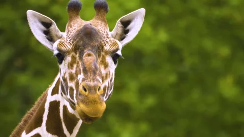 A giraffe moving her lips like talking Stock Footage 310006478