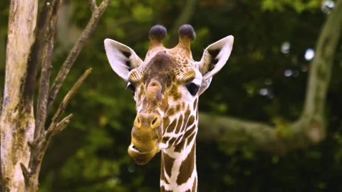 A giraffe moving her lips like talking Stock Footage 310006598