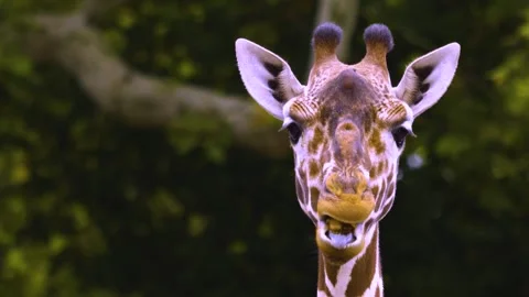 A giraffe moving her lips like talking Stock Footage 310006716