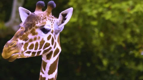 A giraffe moving her lips like talking Stock Footage 310006743