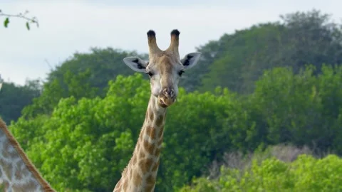 Giraffe munching, close-up Stockbeeldmateriaal 318089016