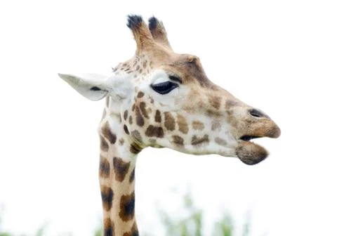 Giraffe munching Stock Photos