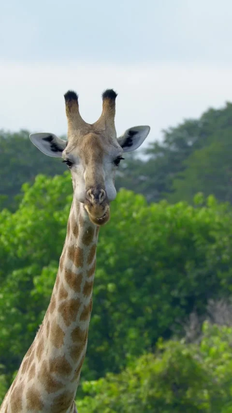 Giraffe munching, vertical Stockbeeldmateriaal 318092778