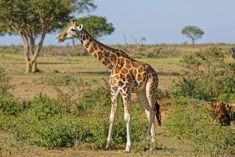 Giraffe at Murchison Falls Uganda Stock Photos