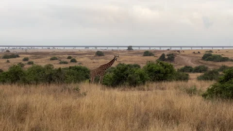 Giraffe in Nairobi NP Video stock 253029737