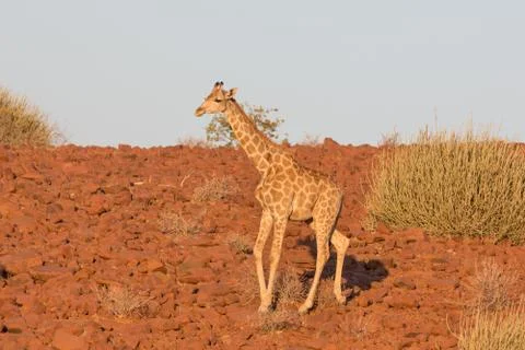Giraffe in Namib Stockfoto's