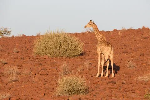 Giraffe in Namib Stock-Fotos