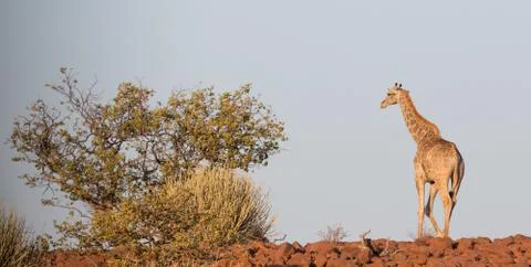 Giraffe in Namib Stock Photos