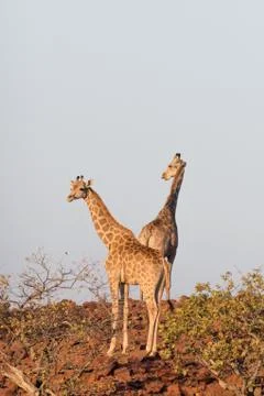 Giraffe in Namib Stock Photos