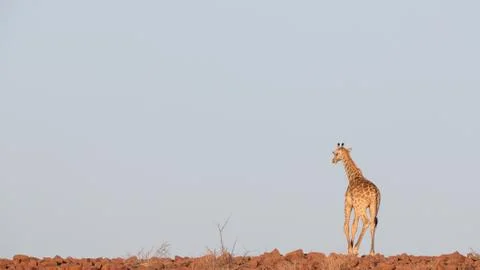 Giraffe in Namib 스톡 사진