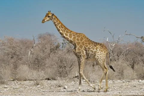 Giraffe in Namibia Afrika Stockfoto's