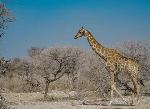 Giraffe in Namibia Afrika Stock Photos