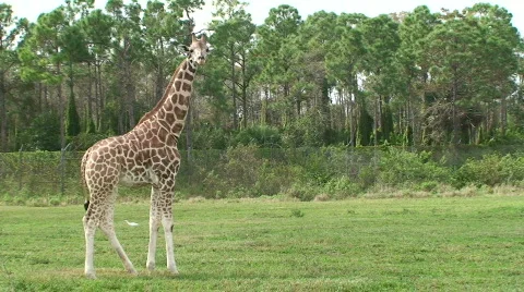 Giraffe Natural Wipe Stock Footage 573067