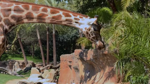 Giraffe Neck and Head Close-Up: Eating Palm Branch, Bioparc Valencia, Spain Stock Footage 306015134