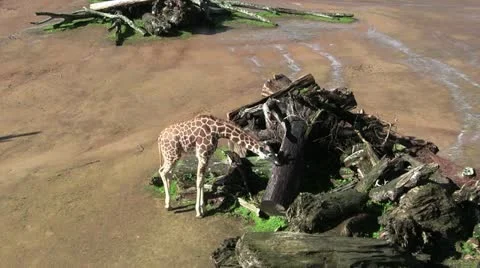 Giraffe neck curl 30 Stock Footage 12426886