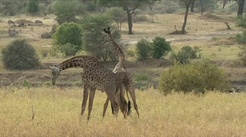 GIRAFFE NECK FIGHTING 動画素材 18193140