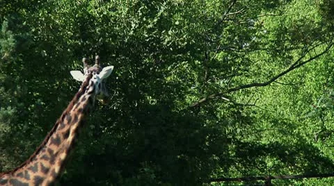 Giraffe neck Video stock 8919031