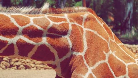 Giraffe Neck Pattern Close Up Warm Natural Brown Stock Photos