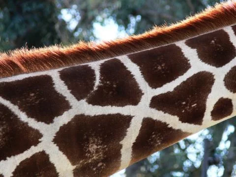 Giraffe neck Stock Photos