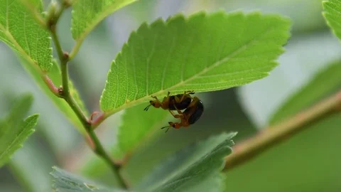 Giraffe-necked weevil couple mating Stock Footage 83470100