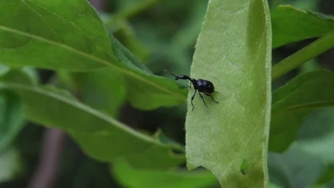 Giraffe-necked weevil crawling Stock Footage 82446789