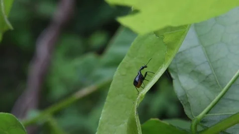 Giraffe-necked weevil crawling Video stock 82446800