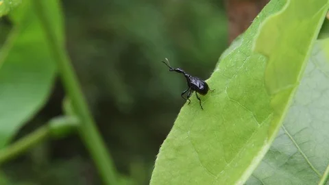 Giraffe-necked weevil crawling Stock Footage 82446807