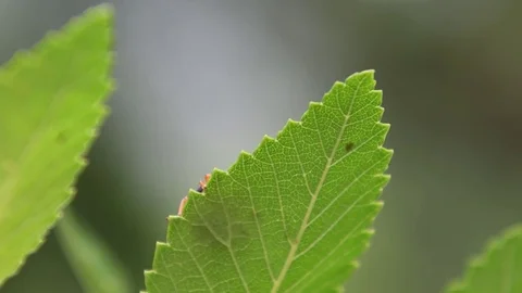 Giraffe-necked weevil crawling Stock Footage 83470053