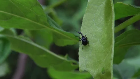 Giraffe-necked weevil grooming Stock Footage 82446785