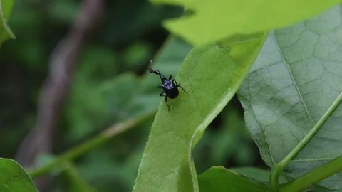Giraffe-necked weevil hiding Stock Footage 82446801