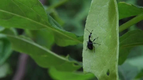 Giraffe-necked weevil sitting Stock Footage 82446775