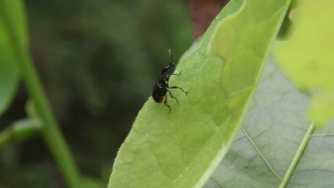 Giraffe-necked weevil sitting Stock Footage 82446804