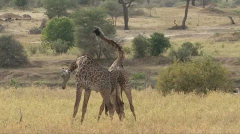 GIRAFFE NECKING - SLOW MOTION Video stock 32587865