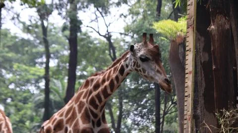 Giraffe Next to Height Measurement Post in Nature Stock Photos