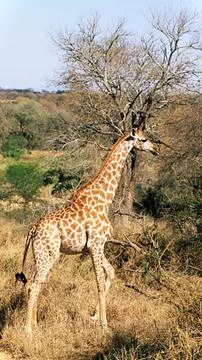 Giraffe Next to Leafless Tree Stock Photos