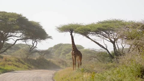 Giraffe Next To A Road Stock Footage 327985721