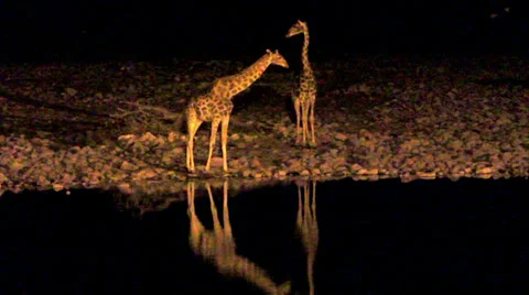 Giraffe by Night Etosha Park Namibia A Stock-Footage 38411099