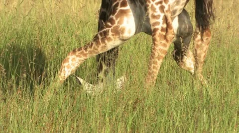 Giraffe at odds Stock-Footage 22324496