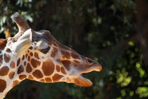 Giraffe open mouth Stock Photos