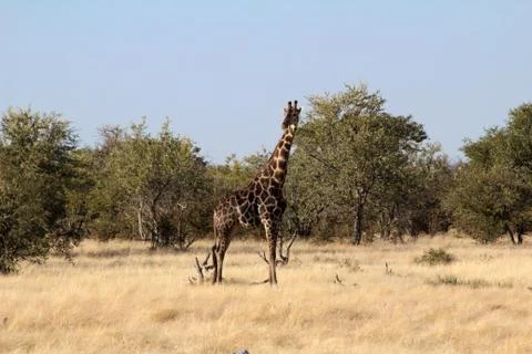 A Giraffe in the open plains of Namibia 스톡 사진