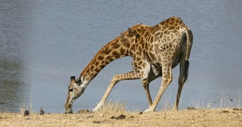 A giraffe with oxpecker birds drinking water, Kruger National Park, South Africa Stock Footage