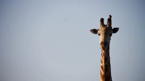 Giraffe with Oxpecker Видео 37862923