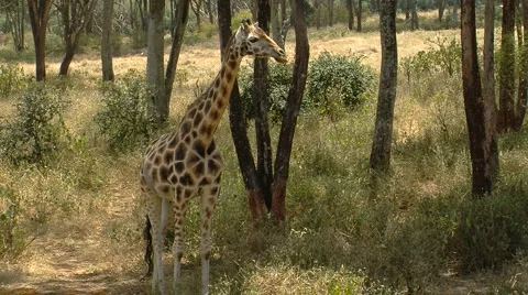 Giraffe P3 Stockbeeldmateriaal 981090