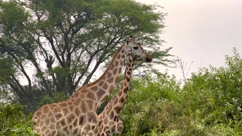 Giraffe pair browsing in Murchison Falls National Park, Uganda, with acacia Stock Footage 330845845