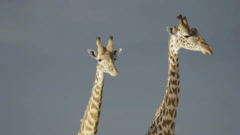 Giraffe pair Stock Footage 143952808