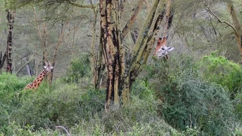 Giraffe pair grazing Stock Footage 132831709